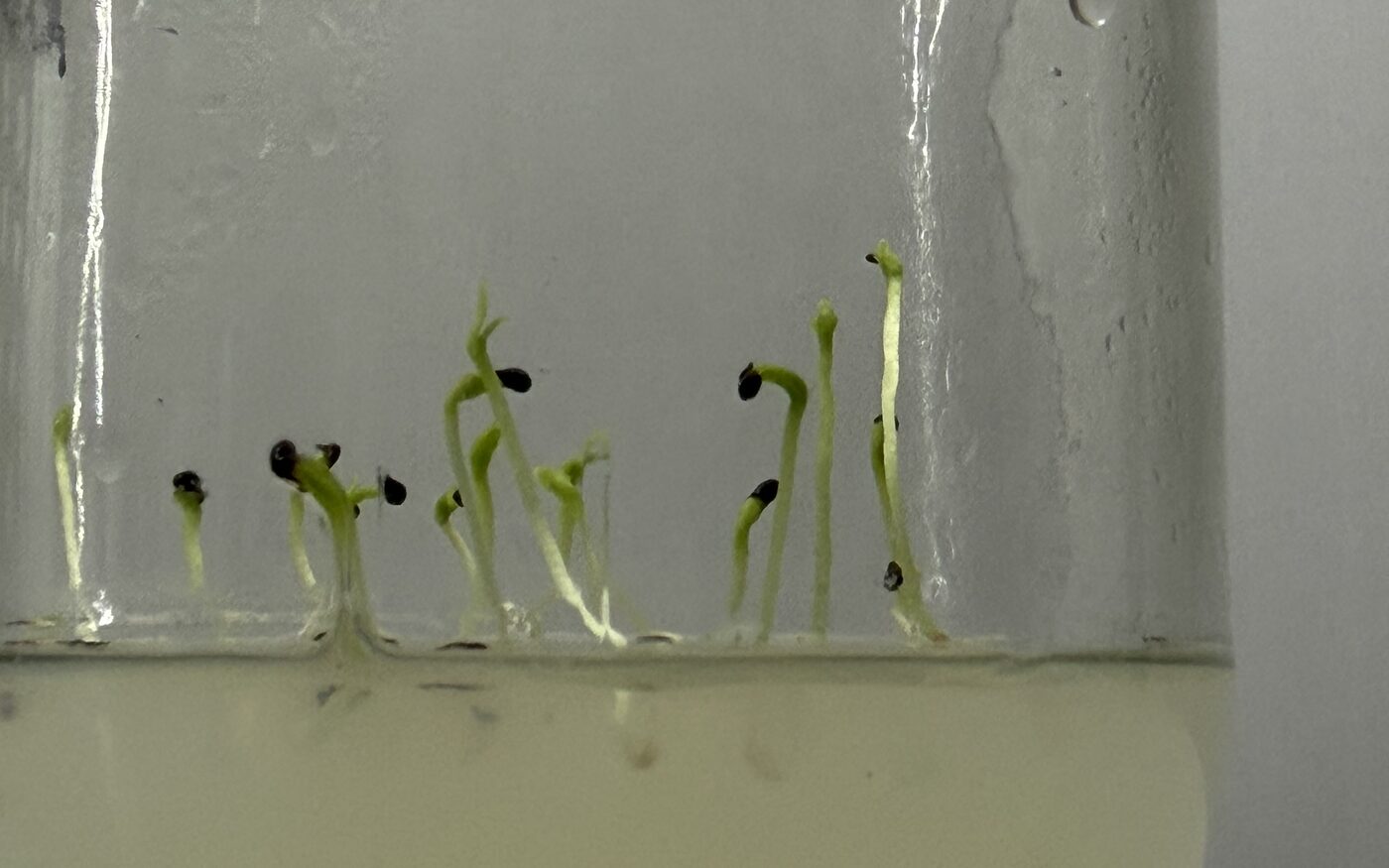 Germination in vitro - Seedlings on sterile medium