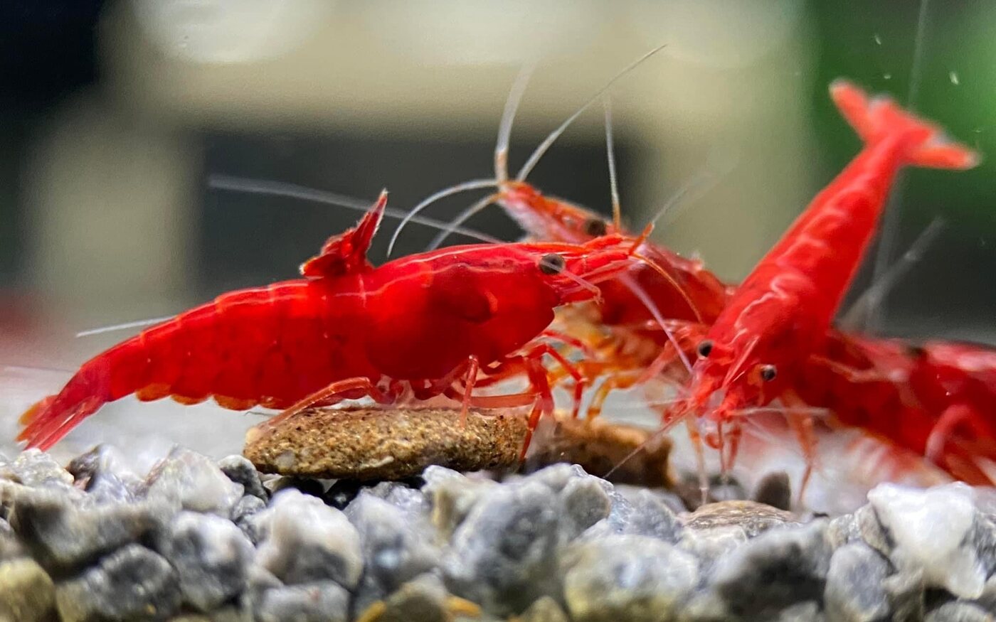 Red cherry shrimp - Planted aquarium system